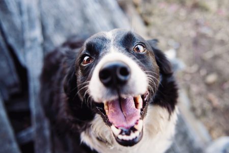 Jak nauczyć psa daj głos?