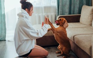 Jak nauczyć psa komend?